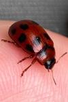 Gonioctena decemnotata
