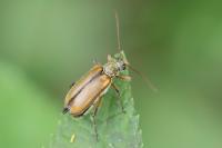 Cortodera humeralis