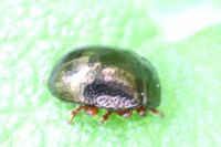 Chrysolina bankii