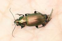 Poecilus cupreus