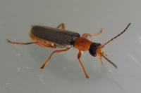 Cantharis lateralis