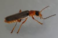 Cantharis lateralis