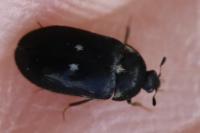 Attagenus pellio