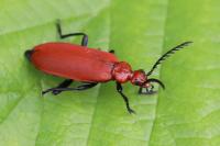 Pyrochroa serraticornis