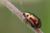 Crepidodera aurea