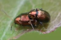 Crepidodera aurea