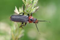 Cantharis rustica