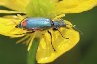 Malachius bipustulatus