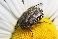 Oxythyrea funesta