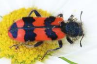 Trichodes alvearius