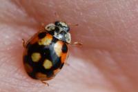 Adalia decempunctata