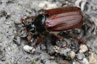 Melolontha melolontha