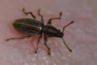 Polydrusus marginatus