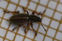 Polydrusus marginatus
