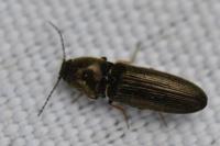 Nothodes parvulus