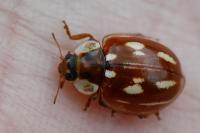 Myzia oblongoguttata