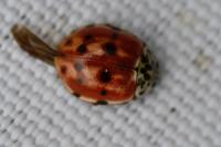 Harmonia quadripunctata