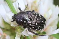 Oxythyrea funesta