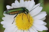 Oedemera nobilis