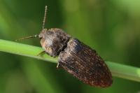 Agrypnus murinus