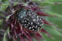 Oxythyrea funesta
