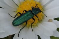 Psilothrix viridicoerulea
