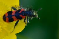 Trichodes alvearius