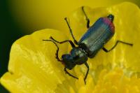Malachius bipustulatus