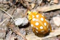 Halyzia sedecimguttata