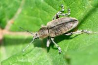 Tanymecus palliatus