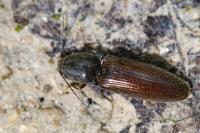 Athous haemorrhoidalis