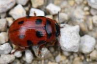 Gonioctena decemnotata