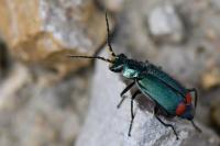 Malachius bipustulatus