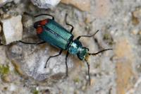 Malachius bipustulatus