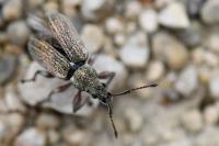 Phyllobius pyri