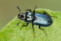 Platycerus caraboides