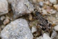 Polydrusus sparsus
