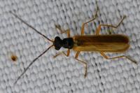Rhagonycha lignosa