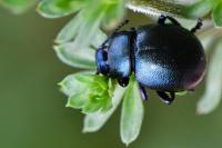 Timarcha goettingensis
