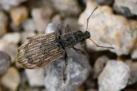 Polydrusus tereticollis