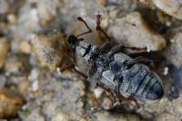 Polydrusus tereticollis