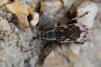 Polydrusus tereticollis