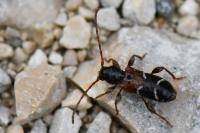 Poecilium alni