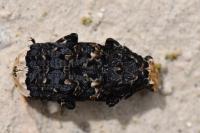 Platyrhinus resinosus