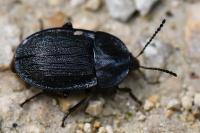 Phosphuga atrata