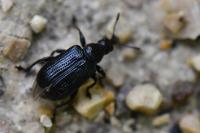Deporaus betulae