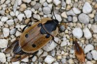 Dendroxena quadrimaculata
