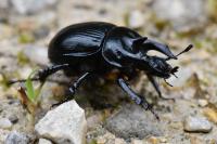 Typhaeus typhoeus