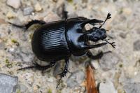 Typhaeus typhoeus