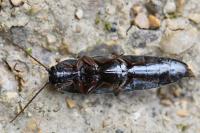 Melanotus villosus